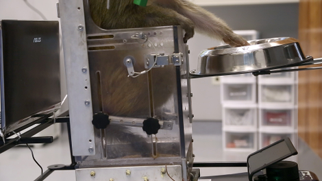 A monkey collecting his reward. Credit: Duke Health.